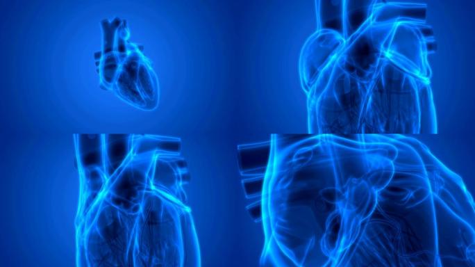 人体循环系统心跳解剖学