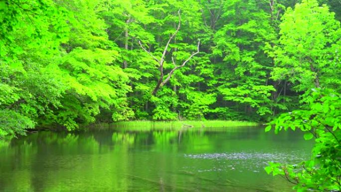 日本青森绿林池塘日本青森绿林池塘山谷池塘