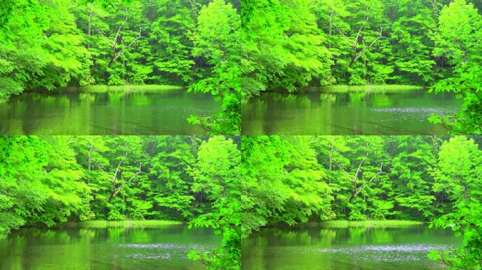 日本青森绿林池塘日本青森绿林池塘山谷池塘