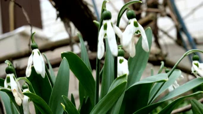 白色褪色的春天花朵雪花莲或常见的雪花莲 (Galanthus nivalis) 是春天的象征。
