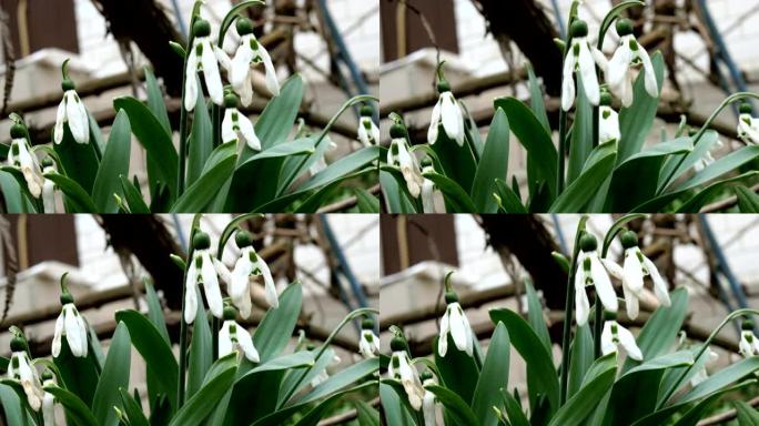 白色褪色的春天花朵雪花莲或常见的雪花莲 (Galanthus nivalis) 是春天的象征。