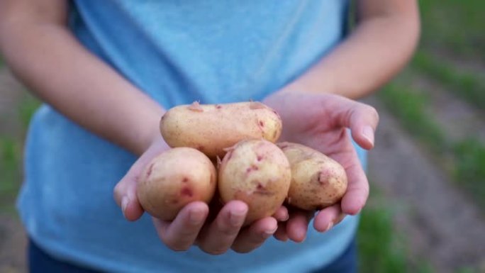 在田间，一个农民拿着有机土豆