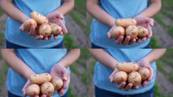 在田间，一个农民拿着有机土豆