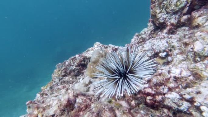 在具有复制空间的水下珊瑚礁上挖洞海胆 (Echinometra mathaei)