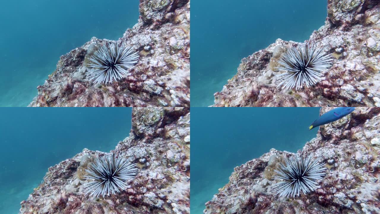在具有复制空间的水下珊瑚礁上挖洞海胆 (Echinometra mathaei)