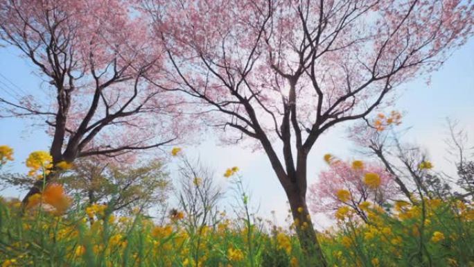 油菜花和樱花在风中摇曳