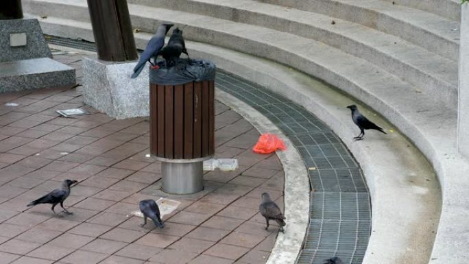 乌鸦鸟从垃圾桶里吃垃圾，在城市里乱七八糟