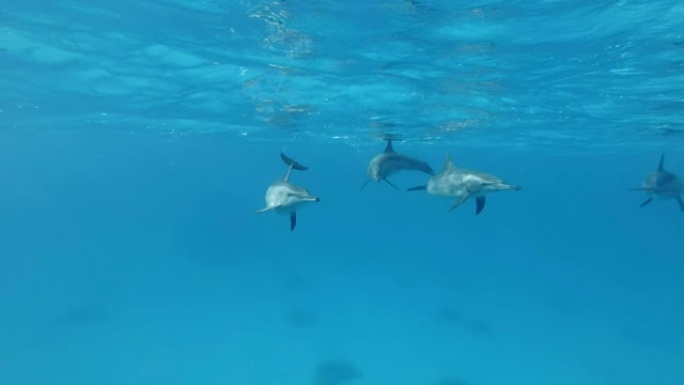 一群年轻的海豚在水下嬉戏。旋转海豚 (Stenella longirostris)，水下镜头，特写镜