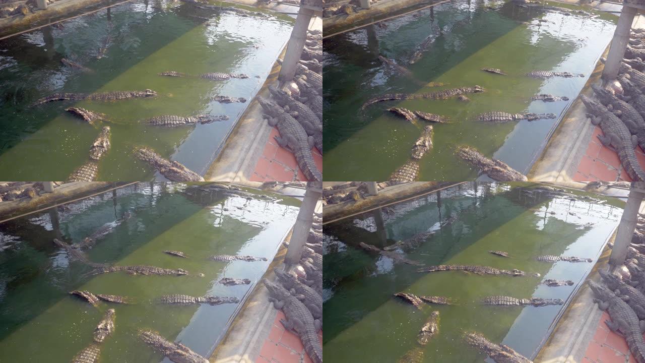 一群鳄鱼自由游进一个小水池