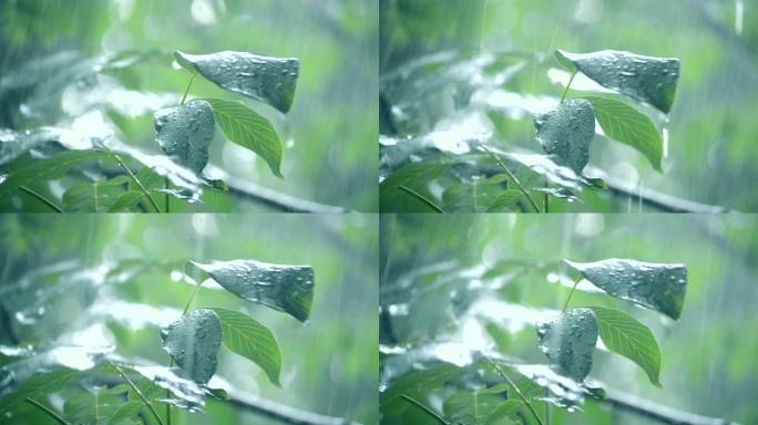 大雨倾盆大雨白天降雨。