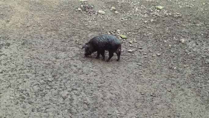 一只野生，肮脏和潮湿的野猪扎根在泥土中，用镍寻找食物。杂食动物偶蹄目非反刍野猪哺乳动物