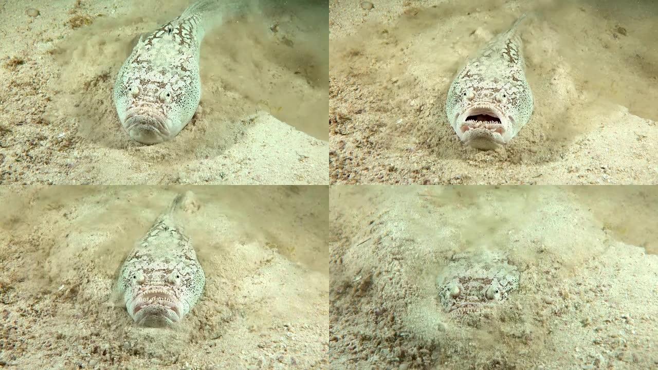 观星鱼藏在沙底珍惜动物小鱼游鱼