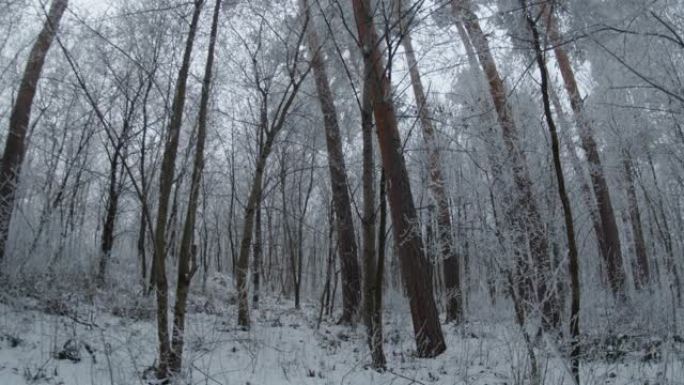 冬季森林中的冰冻树木