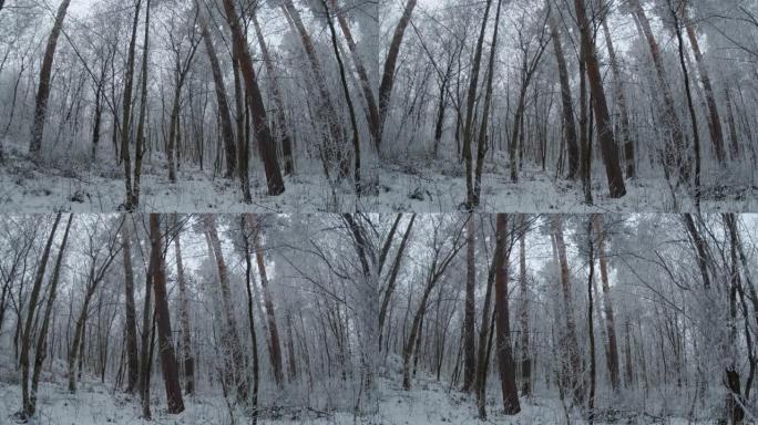 冬季森林中的冰冻树木