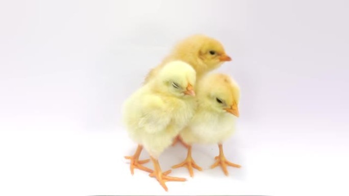 三只小鸡刚孵化的小计雏鸡可爱小鸡