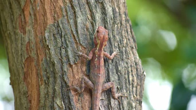 棕色蜥蜴的特写镜头坐在森林中的一棵树上