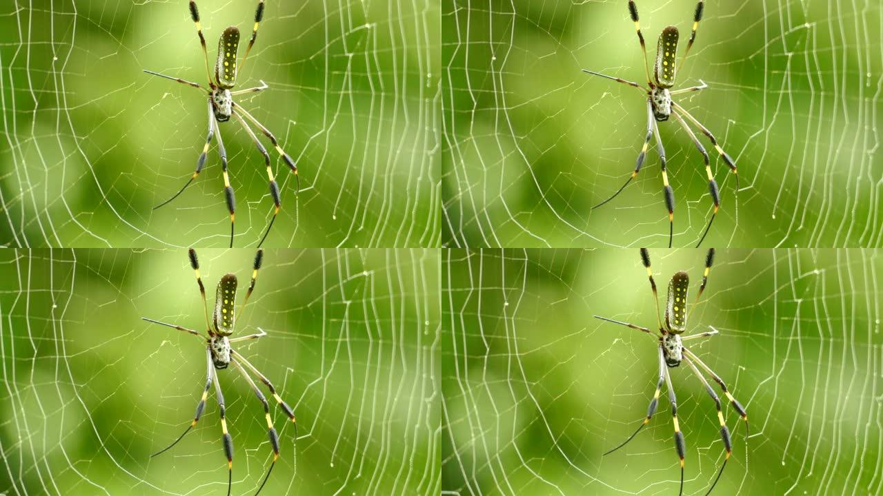 巴拿马一只大型热带蜘蛛背面显示出清晰的黄点