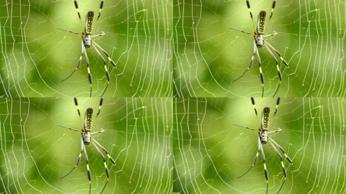 巴拿马一只大型热带蜘蛛背面显示出清晰的黄点