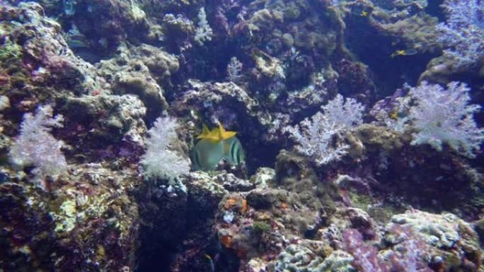 泰国安达曼海水下珊瑚礁充满活力，里面有兔鱼和鹦鹉鱼
