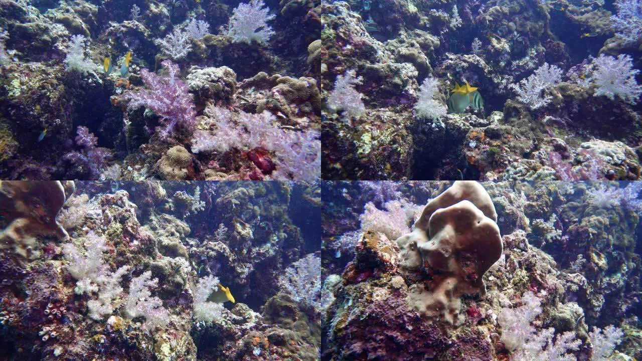 泰国安达曼海水下珊瑚礁充满活力，里面有兔鱼和鹦鹉鱼