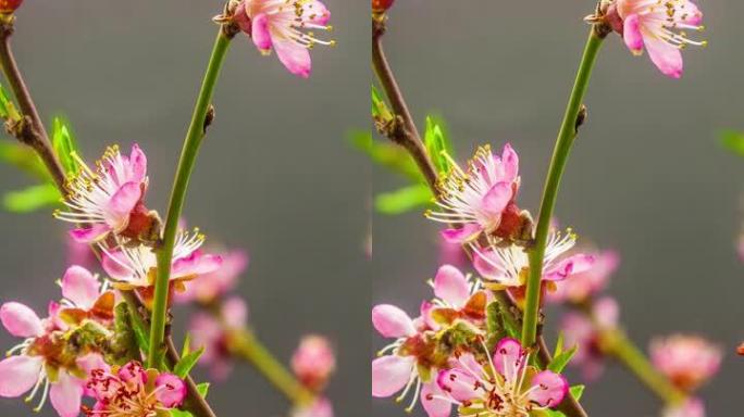桃花盛开的垂直格式延时4k视频。春天的樱桃花视频。适用于手机和社交媒体的9:16垂直格式。