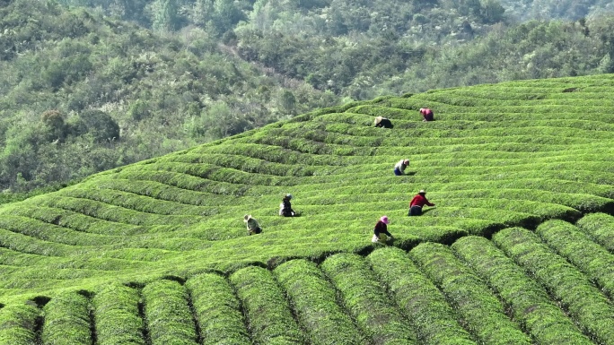 茶园采茶航拍