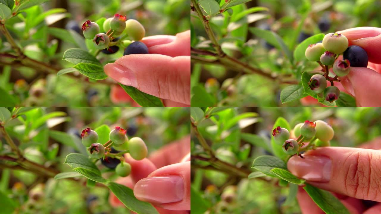 雌性手从绿色灌木丛中采摘成熟的蓝莓