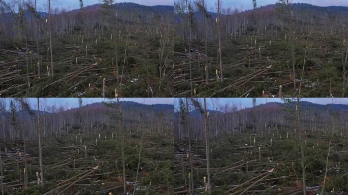 空中4k剪辑显示了罗马尼亚Ciucas山的一场强风暴雨，数百棵枞树被树根撕裂，夷为平地。