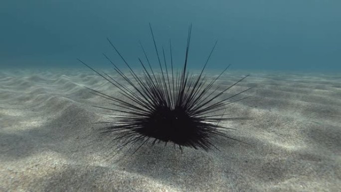 沙质海底的海胆。黑色长棘海胆或长棘海胆 (Diadema setosum) 水下射击。地中海，欧洲。