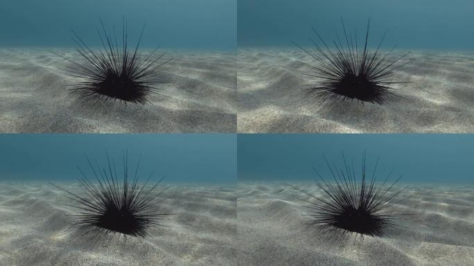 沙质海底的海胆。黑色长棘海胆或长棘海胆 (Diadema setosum) 水下射击。地中海，欧洲。