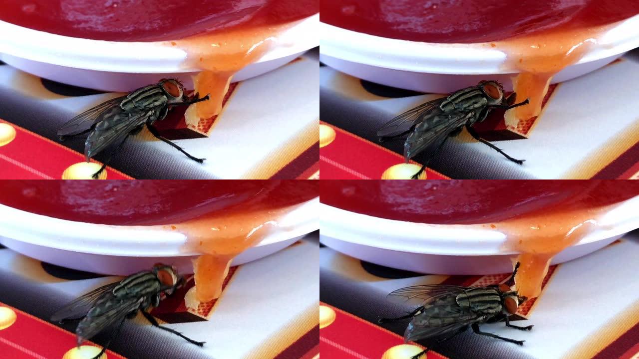 家蝇在快餐店吃番茄酱