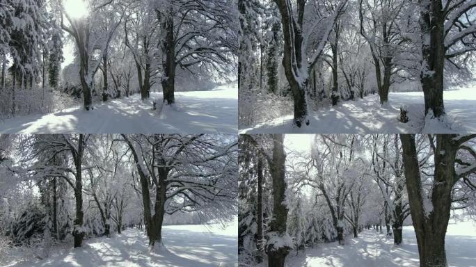 冬天有雪树的小巷大雪下雪积雪白雪冬日暖阳