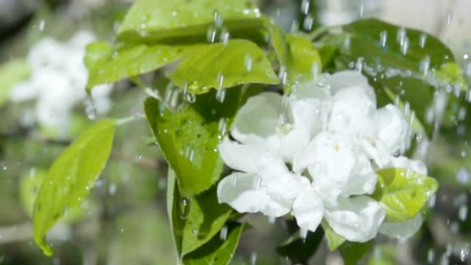 春天花园里苹果树开花的特写花开。水滴在叶子上流下。雨水清新滴落美丽盛开的苹果花雨天。慢动作。浅底。