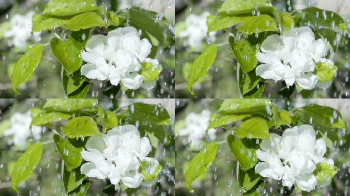 春天花园里苹果树开花的特写花开。水滴在叶子上流下。雨水清新滴落美丽盛开的苹果花雨天。慢动作。浅底。