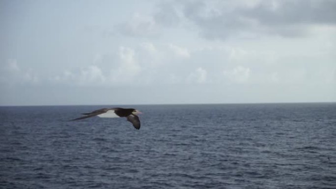 非常接近。一只大鸟Sulidae在美丽的天空上飞过大海寻找鱼