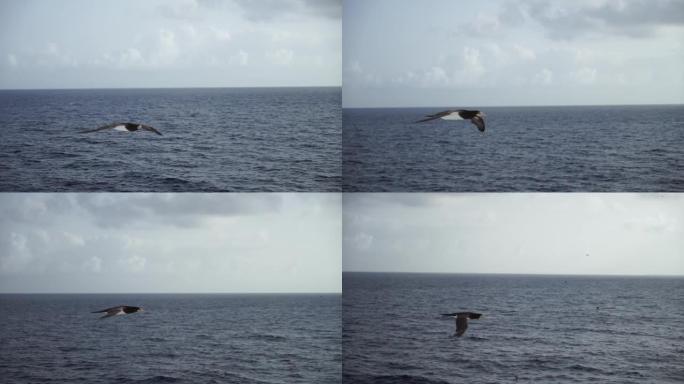 非常接近。一只大鸟Sulidae在美丽的天空上飞过大海寻找鱼