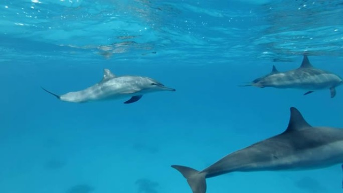 慢动作，一群年轻的海豚在水下嬉戏。旋转海豚 (Stenella longirostris) 水下射击