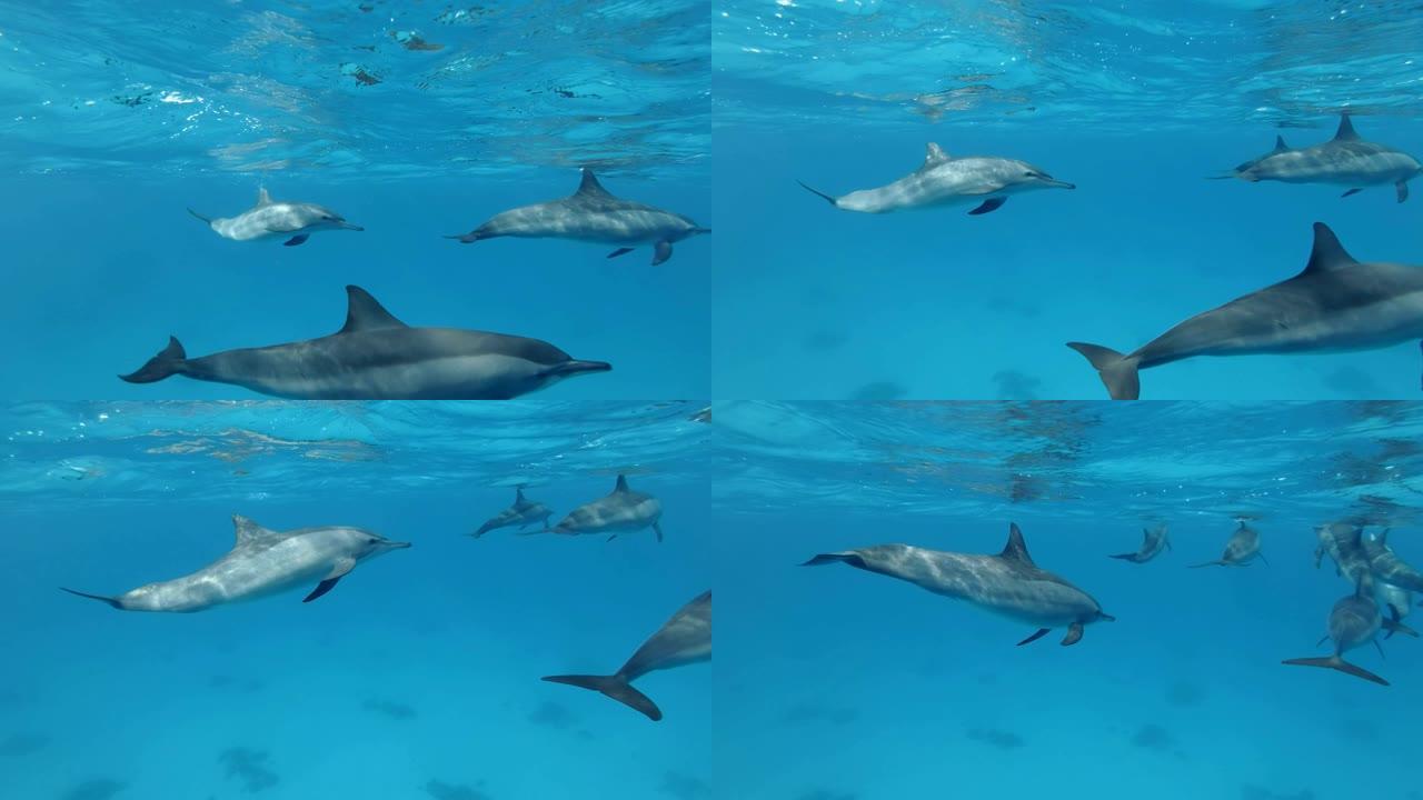 慢动作，一群年轻的海豚在水下嬉戏。旋转海豚 (Stenella longirostris) 水下射击