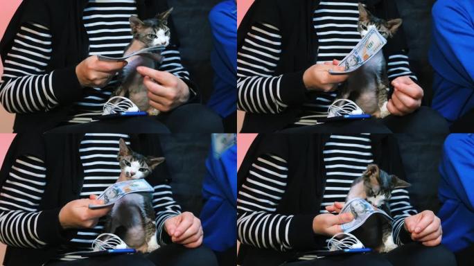 一只猫坐在腿上，看着一个男人在嚼钱。