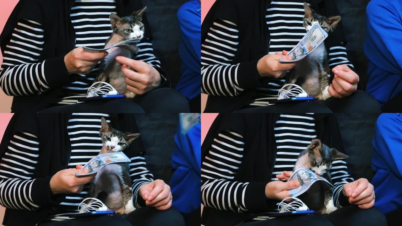 一只猫坐在腿上，看着一个男人在嚼钱。