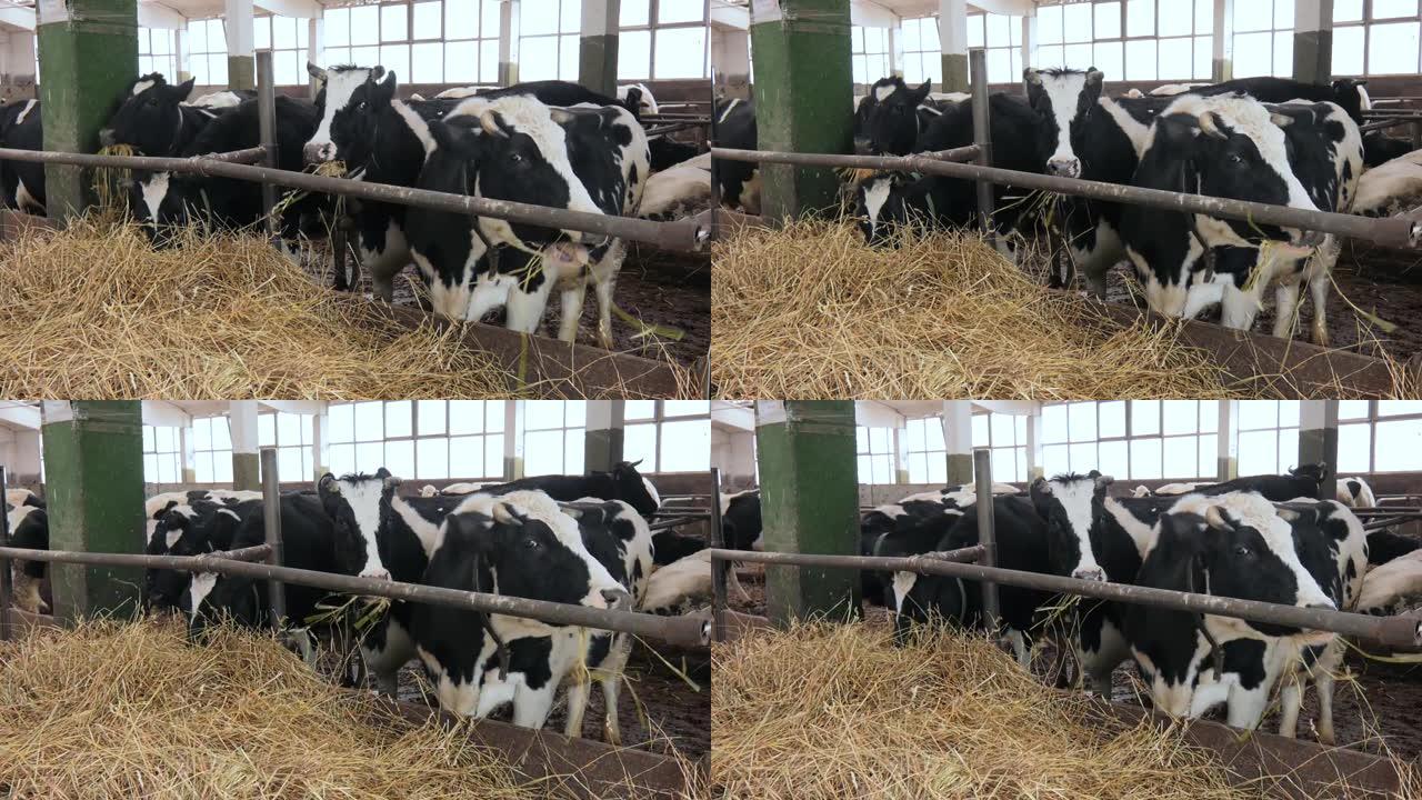 奶牛场牛棚里的黑白奶牛。奶牛在农场里喂干草
