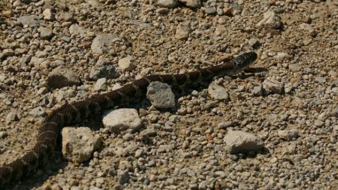 干沙地形上的惊吓吊袜带蛇，身上有凉爽的黑色痕迹