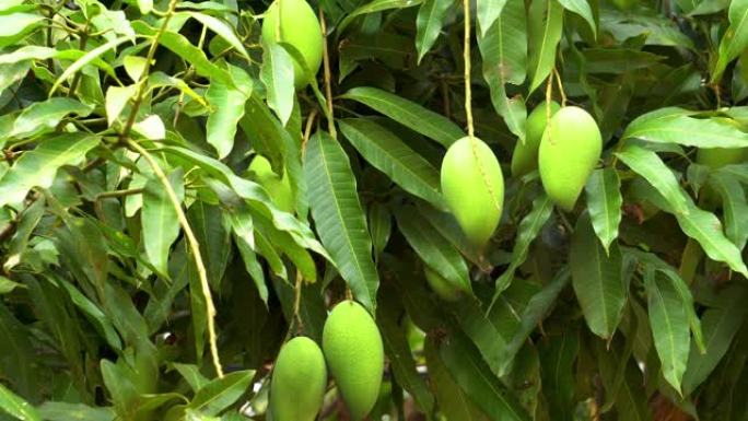 芒果树生态自然景色绿色水果