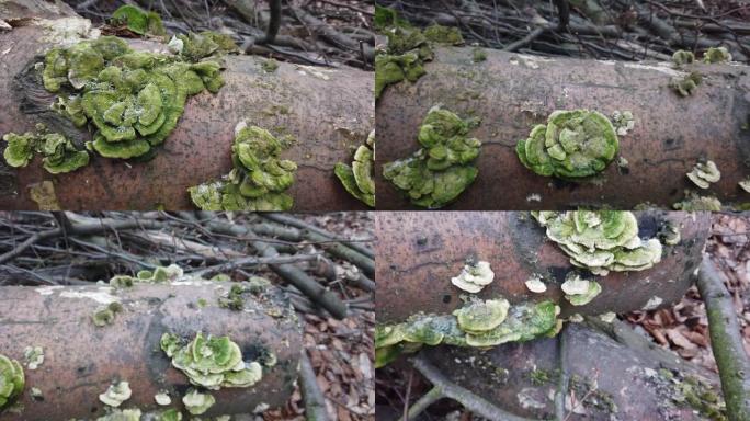 树干上的木蘑菇。青苔菌类