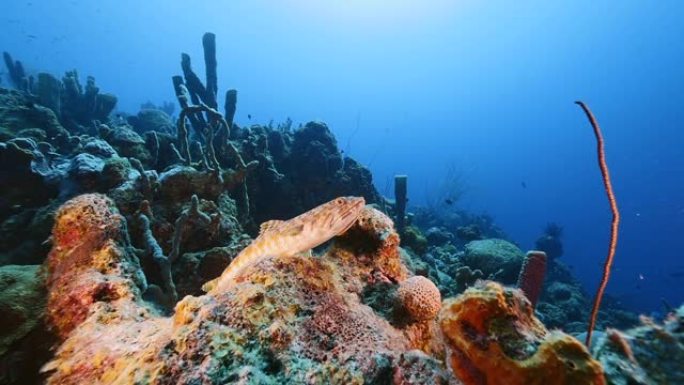 慢动作: 加勒比海/库拉索岛珊瑚礁的海景，有潜水员，珊瑚和海绵