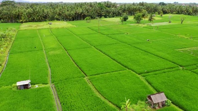 巴厘岛上的稻田，从上面看。