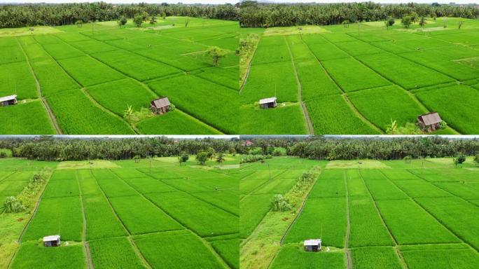 巴厘岛上的稻田，从上面看。