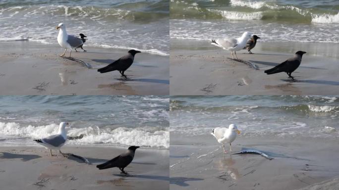 海鸥和海滩上有一条garfish的寒鸦