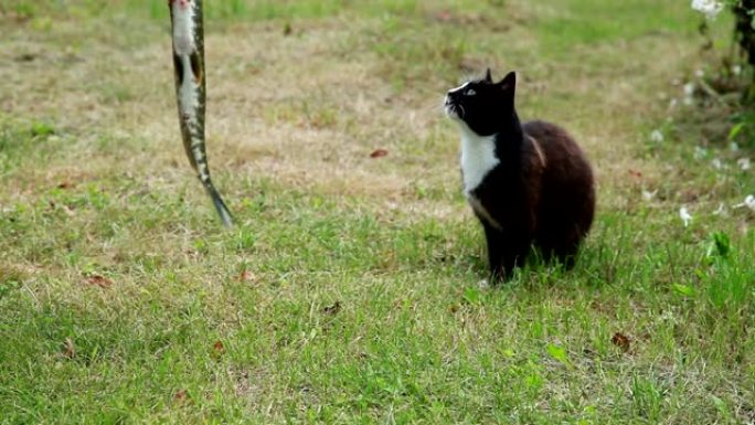 猫远离大鱼猫远离大鱼