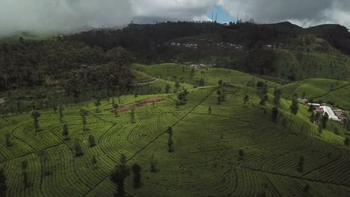 山上的茶园。鸟瞰图